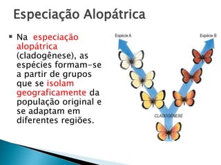  Na especiação
alopátrica
(cladogênese), as
espécies formam-se
a partir de grupos
que se isolam
geograficamente da
população original e
se adaptam em
diferentes regiões.
Especiação Alopátrica
 