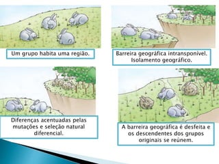 Um grupo habita uma região. Barreira geográfica intransponível.
Isolamento geográfico.
Diferenças acentuadas pelas
mutações e seleção natural
diferencial.
A barreira geográfica é desfeita e
os descendentes dos grupos
originais se reúnem.
 
