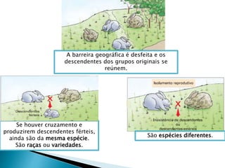 A barreira geográfica é desfeita e os
descendentes dos grupos originais se
reúnem.
Se houver cruzamento e
produzirem descendentes férteis,
ainda são da mesma espécie.
São raças ou variedades.
São espécies diferentes.
 