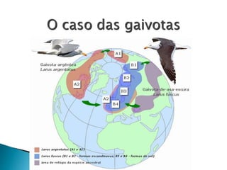 O caso das gaivotas
 