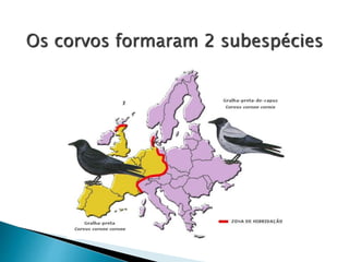 Os corvos formaram 2 subespécies
 