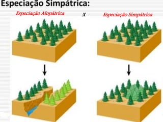 Especiação Alopátrica X Especiação Simpátrica
 