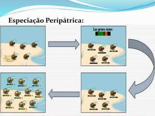 Especiação Perípátrica:
 