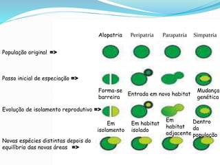 População original =>
Passo inicial de especiação =>
Evolução de isolamento reprodutivo =>
Novas espécies distintas depois do
equilíbrio das novas áreas =>
Alopatria Peripatria Parapatria Simpatria
Forma-se
barreira
Entrada em novo habitat
Mudança
genética
Em
isolamento
Em habitat
isolado
Em
habitat
adjacente
Dentro
da
população
 