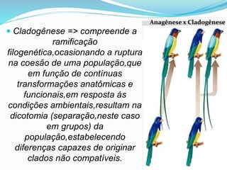  Cladogênese => compreende a
ramificação
filogenética,ocasionando a ruptura
na coesão de uma população,que
em função de contínuas
transformações anatômicas e
funcionais,em resposta ás
condições ambientais,resultam na
dicotomia (separação,neste caso
em grupos) da
população,estabelecendo
diferenças capazes de originar
clados não compatíveis.
Anagênese x Cladogênese
 