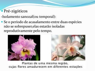  Pré-zigóticos
-Isolamento sanozal(ou temporal):
 Se o período de acasalamento entre duas espécies
não se sobrepuser,elas estarão isoladas
reprodutivamente pelo tempo.
 