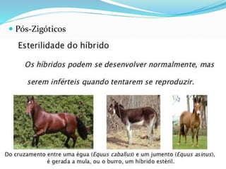  Pós-Zigóticos
 
