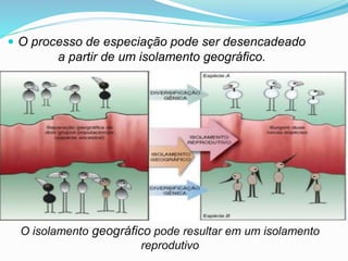  O processo de especiação pode ser desencadeado
a partir de um isolamento geográfico.
O isolamento geográfico pode resultar em um isolamento
reprodutivo
 