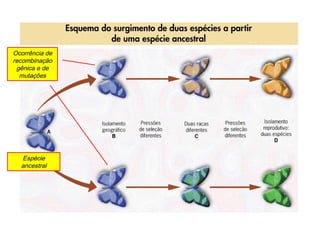 Ocorrência de
recombinação
 gênica e de
  mutações




  Espécie
  ancestral
 