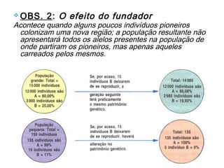  OBS.   2: O efeito do fundador
Acontece quando alguns poucos indivíduos pioneiros
 colonizam uma nova região; a população resultante não
 apresentará todos os alelos presentes na população de
 onde partiram os pioneiros, mas apenas aqueles
 carreados pelos mesmos.
 