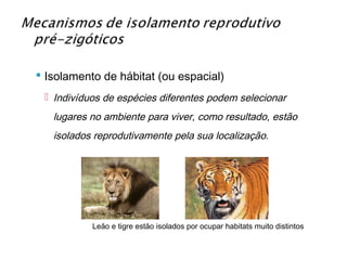  Isolamento de hábitat (ou espacial)
  Indivíduos de espécies diferentes podem selecionar
   lugares no ambiente para viver, como resultado, estão
   isolados reprodutivamente pela sua localização.




           Leão e tigre estão isolados por ocupar habitats muito distintos
 