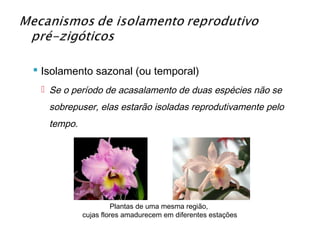  Isolamento sazonal (ou temporal)
  Se o período de acasalamento de duas espécies não se
   sobrepuser, elas estarão isoladas reprodutivamente pelo
   tempo.




                      Plantas de uma mesma região,
            cujas flores amadurecem em diferentes estações
 