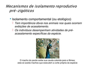  Isolamento comportamental (ou etológico)
  Tem importância óbvia nos animais nos quais ocorrem
   exibições de acasalamento.
  Os indivíduos desempenham atividades de pré-
   acasalamento específicas da espécie.




       O macho do pavão exibe sua cauda colorida para a fêmea;
     esta só aceita machos que executem a corte própria da espécie
 