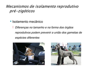  Isolamento mecânico
  Diferenças no tamanho e na forma dos órgãos
   reprodutivos podem prevenir a união dos gametas de
   espécies diferentes
 