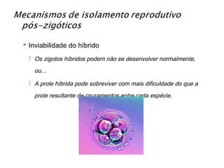  Inviabilidade do híbrido
  Os zigotos híbridos podem não se desenvolver normalmente,

   ou...

  A prole híbrida pode sobreviver com mais dificuldade do que a

   prole resultante de cruzamentos entre cada espécie.
 