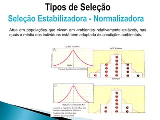 Tipos de Seleção
Seleção Estabilizadora - Normalizadora
Atua em populações que vivem em ambientes relativamente estáveis, nas
quais a média dos indivíduos está bem adaptada às condições ambientais.
 