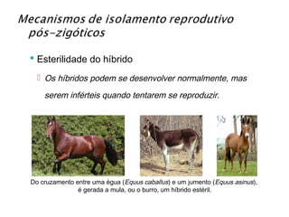  Esterilidade do híbrido
   Os híbridos podem se desenvolver normalmente, mas

    serem inférteis quando tentarem se reproduzir.




Do cruzamento entre uma égua (Equus caballus) e um jumento (Equus asinus),
               é gerada a mula, ou o burro, um híbrido estéril.
 