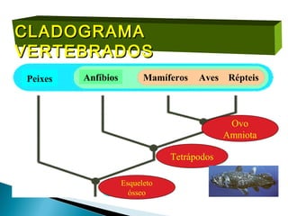 CLADOGRAMA
VERTEBRADOS
Peixes   Anfíbios         Mamíferos   Aves    Répteis



                                              Ovo
                                             Amniota

                                Tetrápodos

                    Esqueleto
                      ósseo
 
