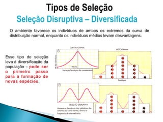 Tipos de Seleção
      Seleção Disruptiva – Diversificada
  O ambiente favorece os indivíduos de ambos os extremos da curva de
  distribuição normal, enquanto os indivíduos médios levam desvantagens.




Esse tipo de seleção
leva à diversificação da
população – pode ser
o primeiro passo
para a formação de
novas espécies .
 