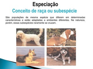 Especiação
     Conceito de raça ou subespécie
São populações de mesma espécie que diferem em determinadas
características e estão adaptadas a ambientes diferentes. Na natureza,
porém, essas subespécies raramente se cruzam.
 