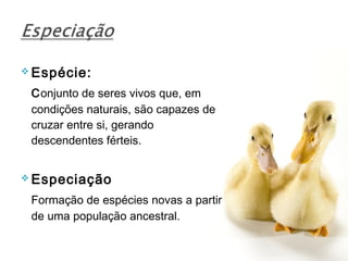  Espécie:

 Conjunto de seres vivos que, em
 condições naturais, são capazes de
 cruzar entre si, gerando
 descendentes férteis.


 Especiação

 Formação de espécies novas a partir
 de uma população ancestral.
 