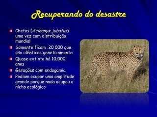 Recuperando do desastre
Chetas (Acinonyx jubatus)
uma vez com distribuição
mundial
Somente ficam 20,000 que
são idênticas geneticamente
Quase extinta há 10,000
anos
Gerações com endogamia
Podiam ocupar uma amplitude
grande porque nada ocupou o
nicho ecológico
 