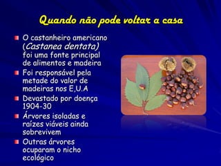 Quando não pode voltar a casa
O castanheiro americano
(Castanea dentata)
foi uma fonte principal
de alimentos e madeira
Foi responsável pela
metade do valor de
madeiras nos E,U.A
Devastado por doença
1904-30
Árvores isoladas e
raízes viáveis ainda
sobrevivem
Outras árvores
ocuparam o nicho
ecológico
 