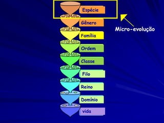 Espécie

Gênero
          Micro-evolução
Família


Ordem

Classe

Filo

Reino

Domínio

vida
 