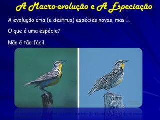 A Macro-evolução e A Especiação
   A evolução cria (e destrua) espécies novas, mas …

   O que é uma espécie?

   Não é tão fácil.




These are members of different species - eastern (left) and western (right) meadowlark.
 