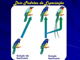 Dois Padrões de Especiação




 Evolução não     Evolução
 Ramificante      Ramificante
 