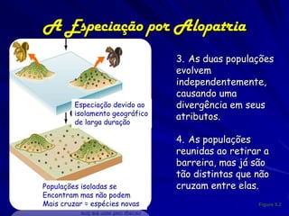 A Especiação por Alopatria
                                 •   3. As duas populações
                                     evolvem
                                     independentemente,
                                     causando uma
         Especiação devido ao        divergência em seus
         isolamento geográfico
                                     atributos.
         de larga duração

                                 •   4. As populações
                                     reunidas ao retirar a
                                     barreira, mas já são
                                     tão distintas que não
Populações isoladas se               cruzam entre elas.
Encontram mas não podem
Mais cruzar = espécies novas                           Figure 5.2
 