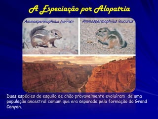 A Especiação por Alopatria
        Ammospermophilus harrisii   Ammospermophilus leucurus




Duas espécies de esquilo de chão provavelmente evoluíram de uma
população ancestral comum que era separada pela formação do Grand
Canyon.
 