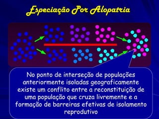 Especiação Por Alopatria




     No ponto de interseção de populações
   anteriormente isoladas geograficamente
 existe um conflito entre a reconstituição de
    uma população que cruza livremente e a
formação de barreiras efetivas de isolamento
                 reprodutivo
 