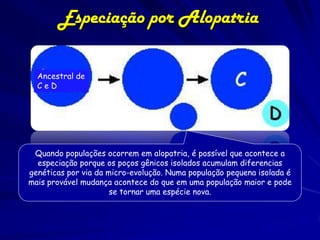 Especiação por Alopatria

  http://www.compusmart.ab.ca/kbush/peripheralisolate.jpg
  Ancestral de
  CeD




 Quando populações ocorrem em alopatria, é possível que acontece a
  especiação porque os poços gênicos isolados acumulam diferencias
genéticas por via da micro-evolução. Numa população pequena isolada é
mais provável mudança acontece do que em uma população maior e pode
                      se tornar uma espécie nova.
 