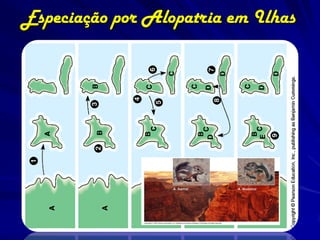 Especiação por Alopatria em Ilhas
 
