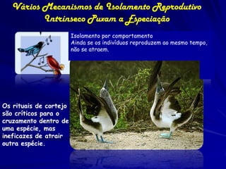 Vários Mecanismos de Isolamento Reprodutivo
          Intrínseco Puxam a Especiação
                        Isolamento por comportamento
                        Ainda se os indivíduos reproduzem ao mesmo tempo,
                        não se atraem.




Os rituais de cortejo
são críticos para o
cruzamento dentro de
uma espécie, mas
ineficazes de atrair
outra espécie.
 