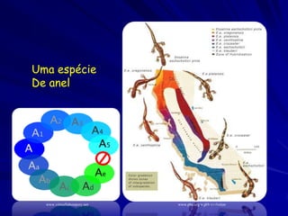 Uma espécie
De anel




  www.virtuallaboratory.net   www.pbs.org/wgbh/evolution
 