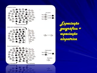 Especiação
geográfica =
especiação
alopatrica
 
