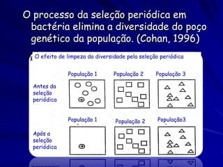 O processo da seleção periódica em
 bactéria elimina a diversidade do poço
 genético da população. (Cohan, 1996)
  O efeito de limpeza da diversidade pela seleção periódica


              População 1       População 2     População 3

  Antes da
  seleção
  periódica


              População 1       População 2      População3

  Após a
  seleção
  periódica
 