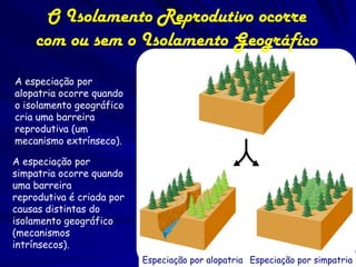 O Isolamento Reprodutivo ocorre
    com ou sem o Isolamento Geográfico
A especiação por
alopatria ocorre quando
o isolamento geográfico
cria uma barreira
reprodutiva (um
mecanismo extrínseco).

A especiação por
simpatria ocorre quando
uma barreira
reprodutiva é criada por
causas distintas do
isolamento geográfico
(mecanismos
intrínsecos).
                           Especiação por alopatria Especiação por simpatria
 