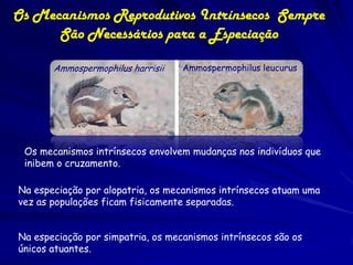 Os Mecanismos Reprodutivos Intrínsecos Sempre
      São Necessários para a Especiação

       Ammospermophilus harrisii   Ammospermophilus leucurus




 Os mecanismos intrínsecos envolvem mudanças nos indivíduos que
 inibem o cruzamento.

Na especiação por alopatria, os mecanismos intrínsecos atuam uma
vez as populações ficam fisicamente separadas.


Na especiação por simpatria, os mecanismos intrínsecos são os
únicos atuantes.
 