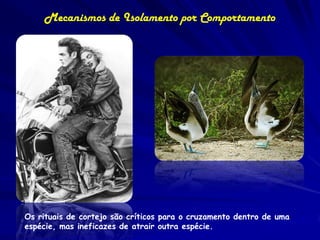 Mecanismos de Isolamento por Comportamento




Os rituais de cortejo são críticos para o cruzamento dentro de uma
espécie, mas ineficazes de atrair outra espécie.
 