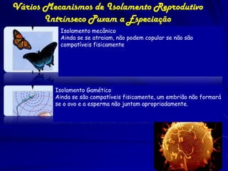 Vários Mecanismos de Isolamento Reprodutivo
       Intrínseco Puxam a Especiação
          Isolamento mecânico
          Ainda se se atraiam, não podem copular se não são
          compatíveis fisicamente




         Isolamento Gamético
         Ainda se são compatíveis fisicamente, um embrião não formará
         se o ovo e a esperma não juntam apropriadamente.
 