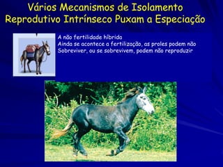 Vários Mecanismos de Isolamento
Reprodutivo Intrínseco Puxam a Especiação
          A não fertilidade híbrida
          Ainda se acontece a fertilização, as proles podem não
          Sobreviver, ou se sobrevivem, podem não reproduzir
 