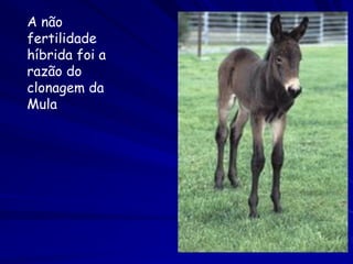 A não
fertilidade
híbrida foi a
razão do
clonagem da
Mula
 