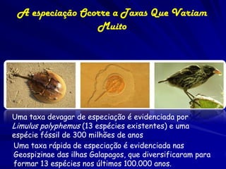A especiação Ocorre a Taxas Que Variam
                 Muito




Uma taxa devagar de especiação é evidenciada por
Limulus polyphemus (13 espécies existentes) e uma
espécie fóssil de 300 milhões de anos
Uma taxa rápida de especiação é evidenciada nas
Geospizinae das ilhas Galapagos, que diversificaram para
formar 13 espécies nos últimos 100.000 anos.
 