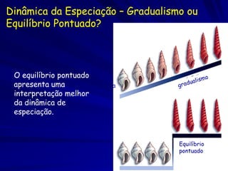 Dinâmica da Especiação – Gradualismo ou
Equilíbrio Pontuado?




 O equilíbrio pontuado
 apresenta uma           a
 interpretação melhor
 da dinâmica de
 especiação.



                                   Equilíbrio
                                   pontuado
 
