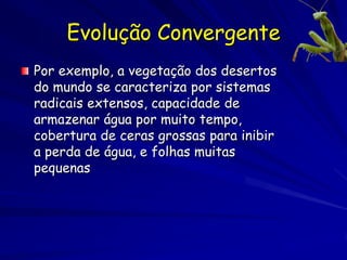 Evolução Convergente
Por exemplo, a vegetação dos desertos
do mundo se caracteriza por sistemas
radicais extensos, capacidade de
armazenar água por muito tempo,
cobertura de ceras grossas para inibir
a perda de água, e folhas muitas
pequenas
 