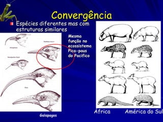 Convergência
 Espécies diferentes mas com
 estruturas similares
                             Mesma
                   Picidae   função no
                             ecossistema
                             Pica-paus
Hawaii                       do Pacifico




New Zealand



                                           África   América do Sul
              Galapagos
 