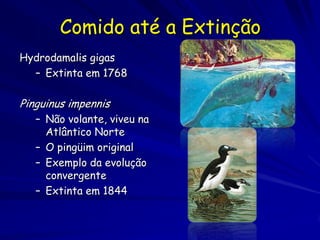 Comido até a Extinção
Hydrodamalis gigas
  – Extinta em 1768

Pinguinus impennis
   – Não volante, viveu na
     Atlântico Norte
   – O pingüim original
   – Exemplo da evolução
     convergente
   – Extinta em 1844
 